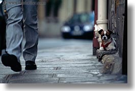 dogs, europe, france, horizontal, paris, small, step, photograph