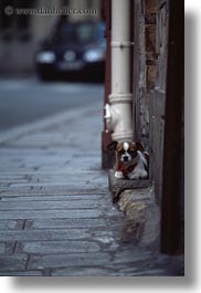 dogs, europe, france, paris, small, step, vertical, photograph