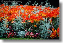 europe, flowers, france, horizontal, oranges, paris, tulips, photograph
