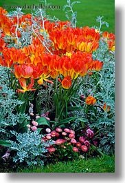 europe, flowers, france, oranges, paris, tulips, vertical, photograph