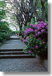 cobblestones, europe, flowers, france, paris, purple, sidewalks, vertical, photograph