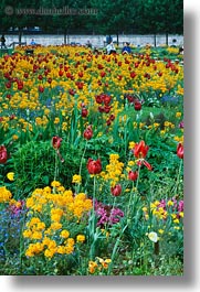europe, flowers, france, paris, tulips, vertical, photograph