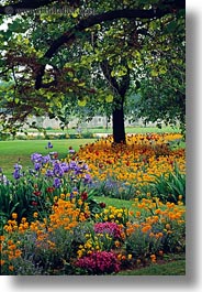 europe, flowers, france, paris, tulips, vertical, photograph