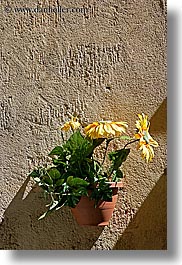 aix en provence, colors, europe, flowers, france, green, nature, provence, vertical, walls, yellow, photograph