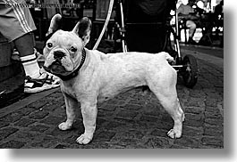 aix en provence, black and white, bulldogs, europe, france, french, horizontal, provence, photograph