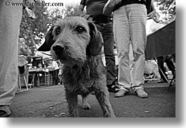 aix en provence, black and white, dogs, europe, france, horizontal, provence, scruffy, photograph