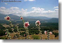 bargeme, clouds, europe, flowers, france, hibiscus, horizontal, nature, provence, scenics, sky, photograph
