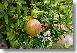 apples, colors, europe, france, green, horizontal, hotel des messugues, nature, plants, provence, trees, photograph