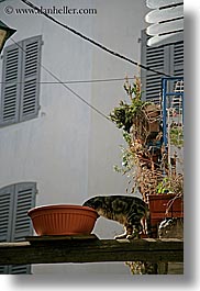 cats, emotions, europe, france, headless, humor, provence, seillans, vertical, photograph