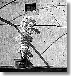 black and white, bright, europe, france, nature, plants, provence, shadows, square format, st paul, trees, photograph