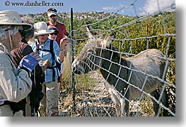 clothes, donkeys, europe, france, groups, hats, hikers, horizontal, people, provence, womens, photograph