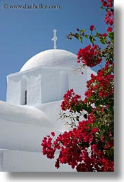 amorgos, bougainvilleas, churches, europe, flowers, greece, nature, red, vertical, white wash, photograph