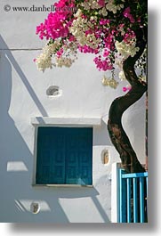 amorgos, bougainvilleas, curvey, europe, flowers, greece, nature, trees, vertical, windows, photograph