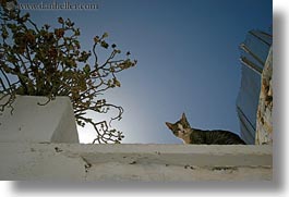amorgos, cats, down, europe, greece, horizontal, looking, perspective, upview, photograph