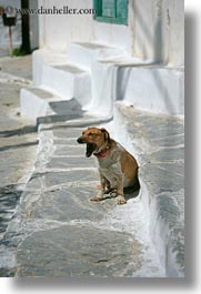 amorgos, dogs, europe, greece, vertical, white wash, yawn, photograph