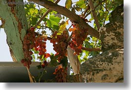 amorgos, europe, grapes, greece, hangings, horizontal, photograph