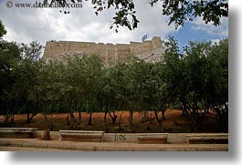 acropolis, athens, europe, greece, horizontal, olives, trees, photograph