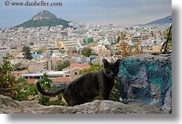animals, athens, black, buildings, cats, cityscapes, europe, greece, horizontal, structures, photograph