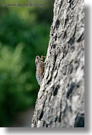animals, athens, cricket, europe, greece, insects, trees, vertical, photograph