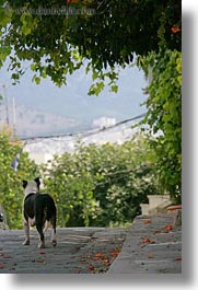 animals, athens, away, dogs, europe, greece, looking, pitbull, vertical, photograph