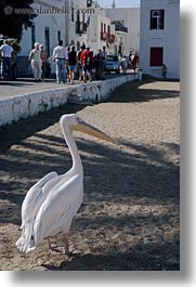 beaches, europe, greece, mykonos, pelicans, vertical, photograph