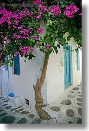 bougainvilleas, europe, greece, mykonos, pink, vertical, white wash, photograph