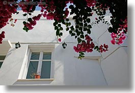 bougainvilleas, doors & windows, europe, flowers, greece, horizontal, nature, naxos, perspective, red, upview, white wash, windows, photograph