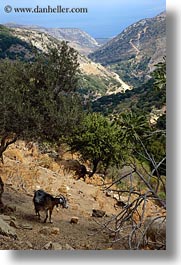 europe, goats, greece, naxos, scenics, trees, vertical, photograph