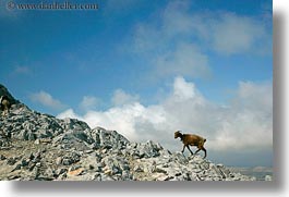 climbing, europe, goats, greece, horizontal, mountains, naxos, scenics, photograph