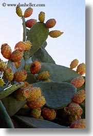 cactus, europe, flowers, greece, pears, prickly, tinos, vertical, photograph