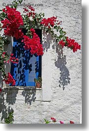 blues, bougainvilleas, europe, flowers, greece, red, tinos, vertical, white wash, windows, photograph