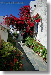 alleys, bougainvilleas, europe, flowers, flowery, greece, red, tinos, vertical, white wash, photograph