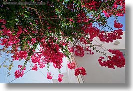 bougainvilleas, europe, flowers, greece, horizontal, red, tinos, upview, photograph