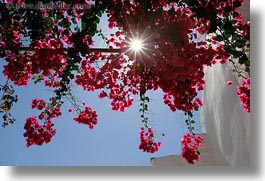 bougainvilleas, europe, flowers, greece, horizontal, red, sun, tinos, upview, photograph