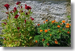europe, flowers, greece, horizontal, oranges, red, tinos, photograph