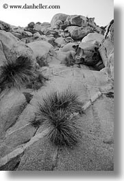 black and white, europe, greece, rocks, tinos, vertical, weeds, photograph