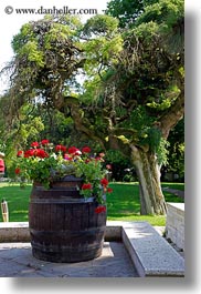 barrels, europe, geraniums, grof degenfeld castle hotel, hungary, vertical, photograph