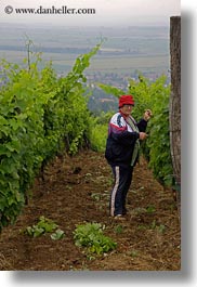 clothes, europe, grapes, hats, hungary, people, picking, tarcal, vertical, womens, photograph