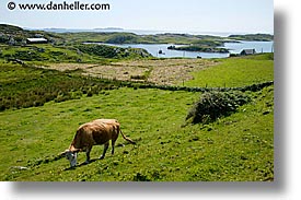 connaught, connemara, cows, europe, grazing, horizontal, inishbofin, ireland, irish, mayo county, western ireland, photograph