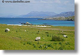 connaught, connemara, europe, horizontal, inish, inishbofin, ireland, irish, mayo county, sheep, western ireland, photograph