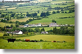 connaught, connemara, cows, europe, horizontal, ireland, irish, landscapes, mayo county, pasture, western ireland, photograph