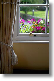 connaught, connemara, curtains, europe, flowers, ireland, irish, mayo county, vertical, western ireland, photograph