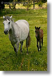 connaught, connemara, europe, foal, horses, ireland, irish, mayo county, vertical, western ireland, photograph