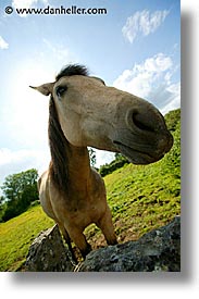 connaught, connemara, europe, horses, ireland, irish, mayo county, nose, vertical, western ireland, photograph
