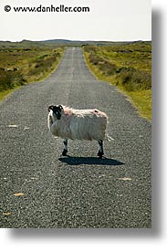 connaught, connemara, europe, ireland, irish, mayo county, sheep, vertical, western ireland, photograph