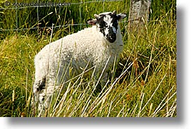 connaught, connemara, europe, horizontal, ireland, irish, mayo county, sheep, western ireland, photograph