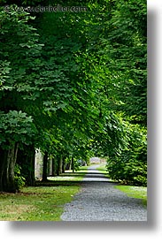 eastern ireland, europe, ireland, irish, kildare, leinster, paths, trees, vertical, photograph