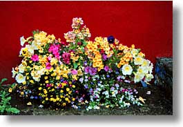 cobh, cork, cork county, europe, flowers, horizontal, ireland, irish, munster, photograph