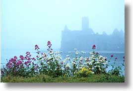 cork, cork county, europe, fog, horizontal, ireland, irish, munster, wildflowers, photograph