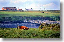 cork county, cows, dingle, dingle penninsula, europe, horizontal, ireland, munster, photograph